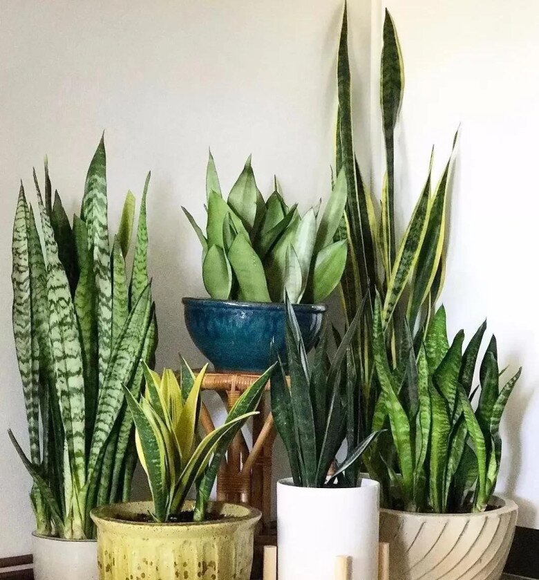 Cây Lưỡi Hổ: "Thần Dược" Thanh Lọc Không Khí hay Gánh Nặng Thầm Lặng? Góc nhìn đa chiều từ người trồng